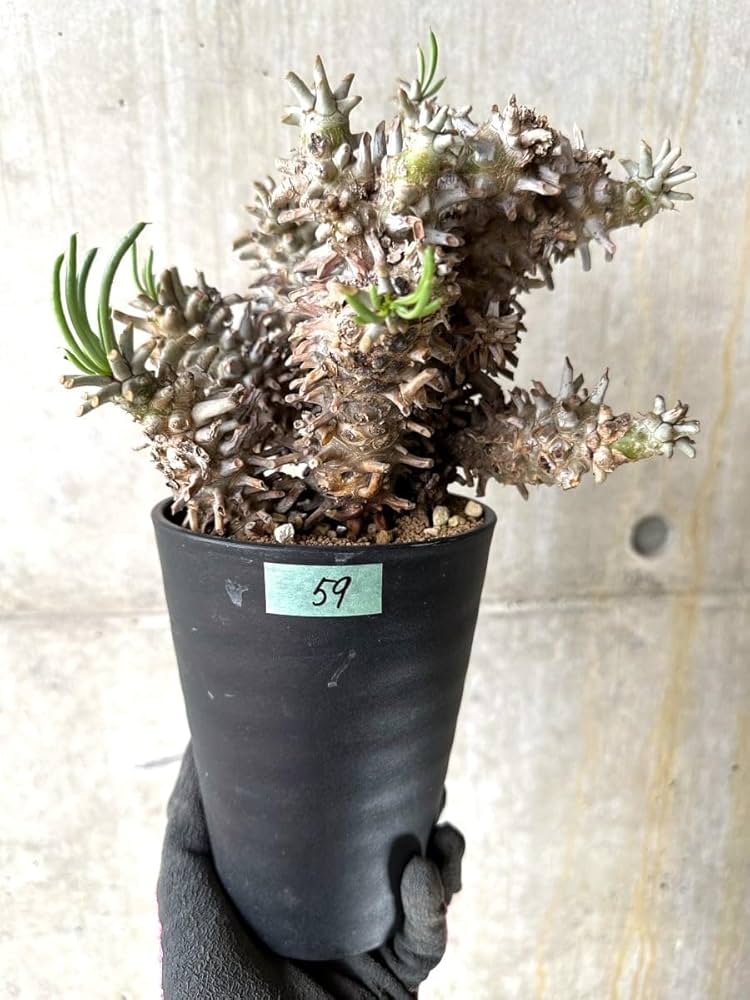 Amazon｜【現品限り】チレコドン・ワリチー 発根済み【K59